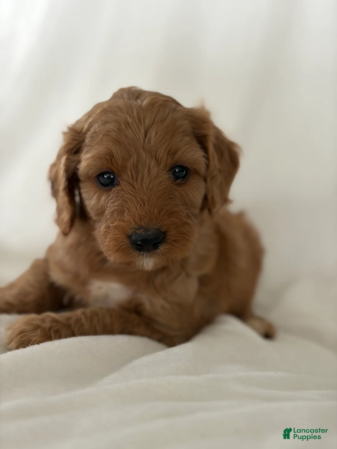 Cavapoo dogs for sale: Bronco💙 - Ad 1