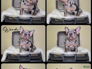 French Bulldog dogs Wonda - Ad 26