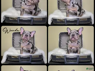 French Bulldog dogs Wonda - Ad 35