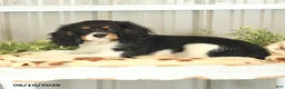 Cavalier King Charles Spaniel dogs for sale: Kira - Ad 5