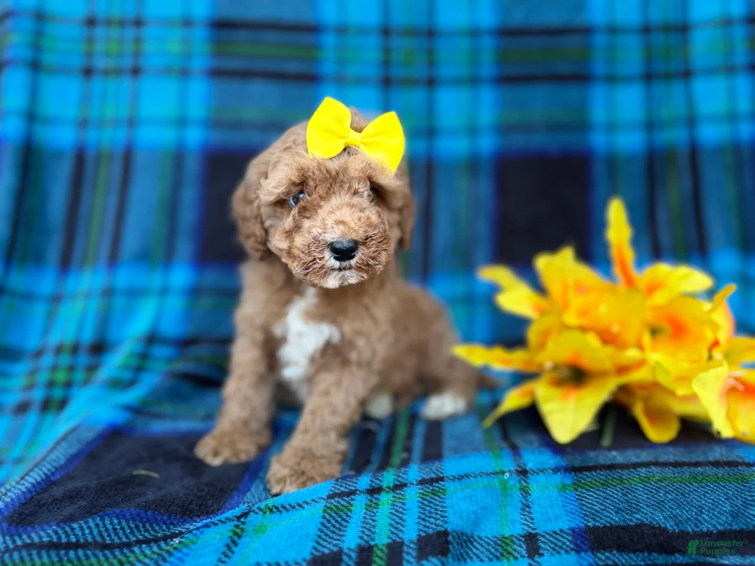 Cavapoo dogs for sale: Millie - Ad 7