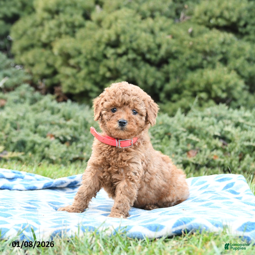 Mini Goldendoodle dogs for sale: Symphony - Ad 4