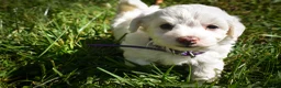 Maltese dogs for sale: Diamond🎀 - Ad 4