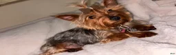 Yorkshire Terrier dogs for sale: Yorkshire Terrier 1 - Ad 3