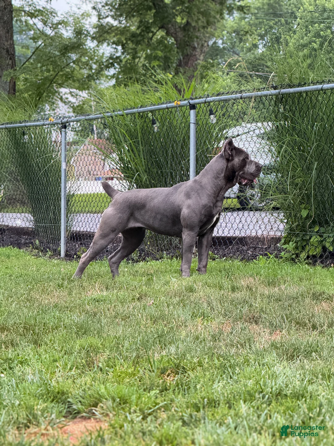 Mixed Breed dogs for sale: Grey Collar Male - Ad 17
