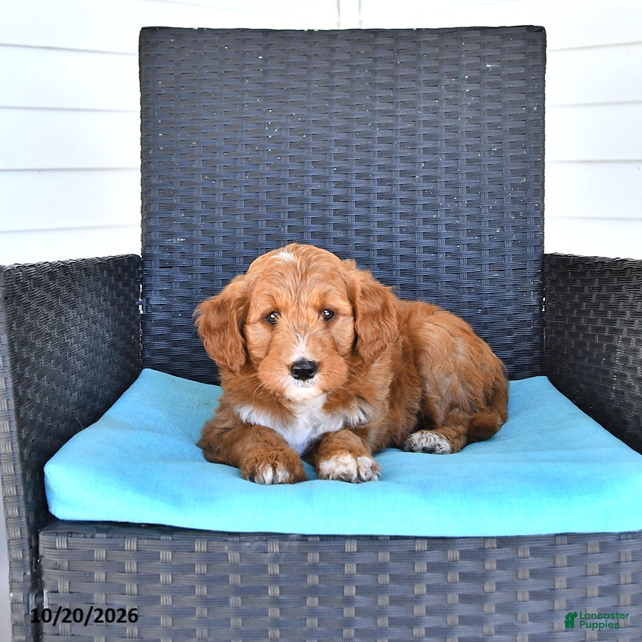 Goldendoodle dogs Jordan - Ad 1
