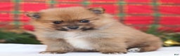 Pomeranian dogs for sale: Rumble - Ad 1