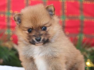 Pomeranian dogs Rumble - Ad 19