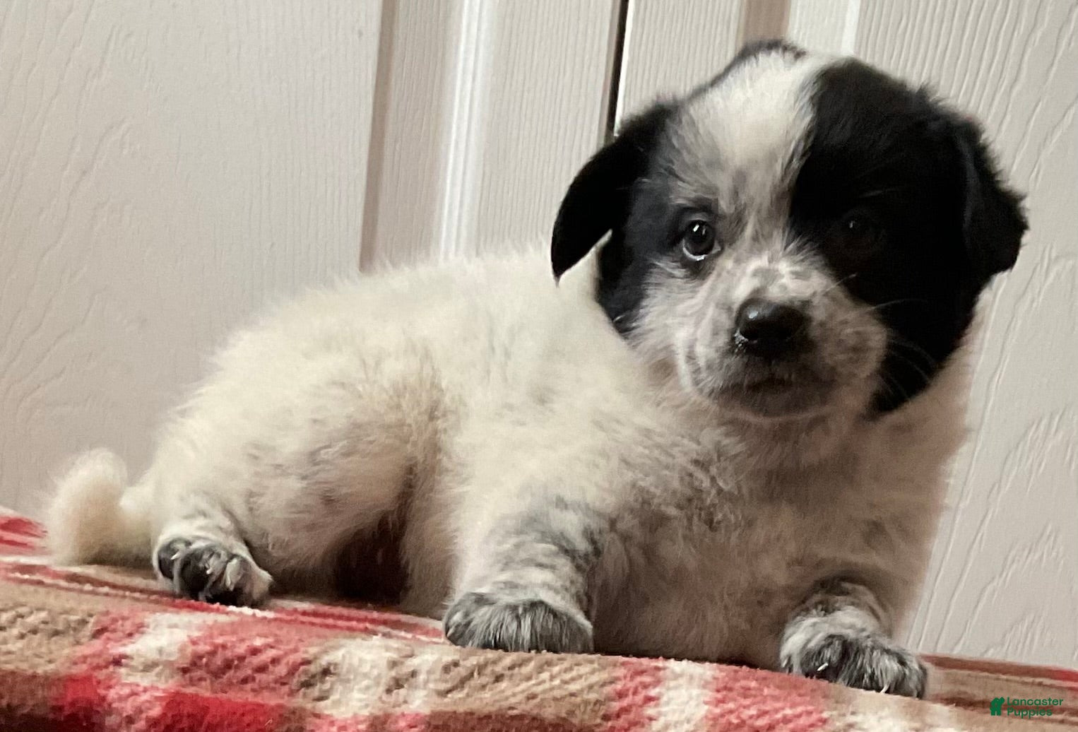 Mixed Breed dogs Kona - Ad 2