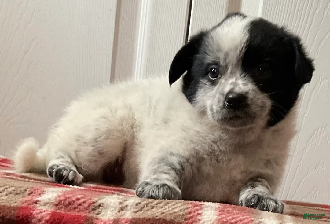 Mixed Breed dogs for sale: Kona - Ad 2