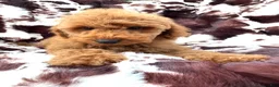Mini Goldendoodle dogs for sale: Bryson  - Ad 5