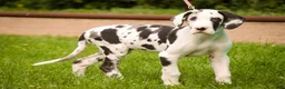 Great Dane dogs for sale: Joy - Ad 9