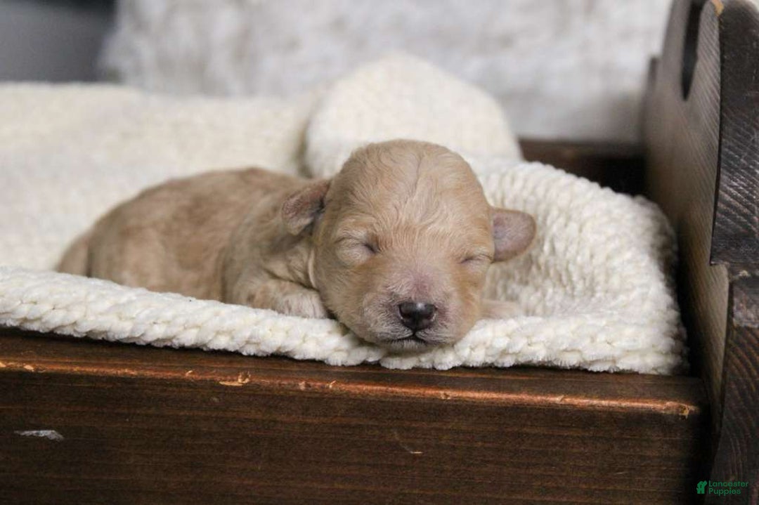 Maltipoo dogs for sale: Noelle - Ad 5