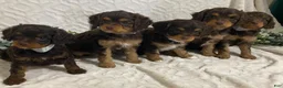 Cavapoo dogs for sale: Logan - Ad 6