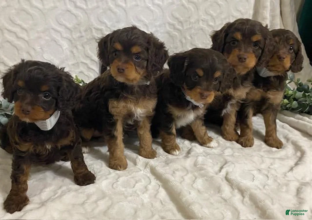 Cavapoo dogs for sale: Logan - Ad 6