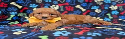 Cavapoo dogs for sale: Lane - Ad 3