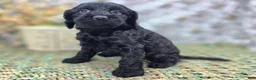 Cockapoo dogs for sale: Frostbite - Ad 12