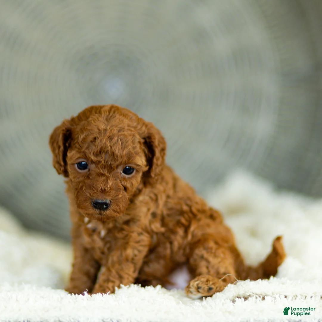 Toy Poodle dogs for sale: Gertie Toy Poodle  - Ad 2