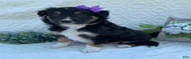 Penny