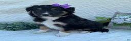 Border Collie dogs for sale: Penny - Ad 1