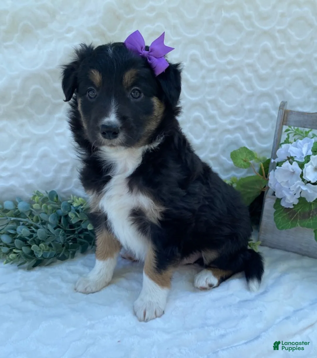Border Collie dogs for sale: Penny - Ad 1