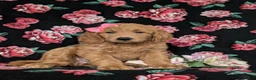 Goldendoodle dogs for sale: Vanessa - Ad 3