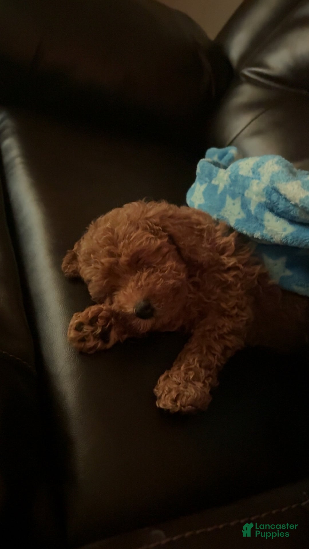 Toy Poodle dogs for sale: Toy Poodle Puppy 1 - Ad 4