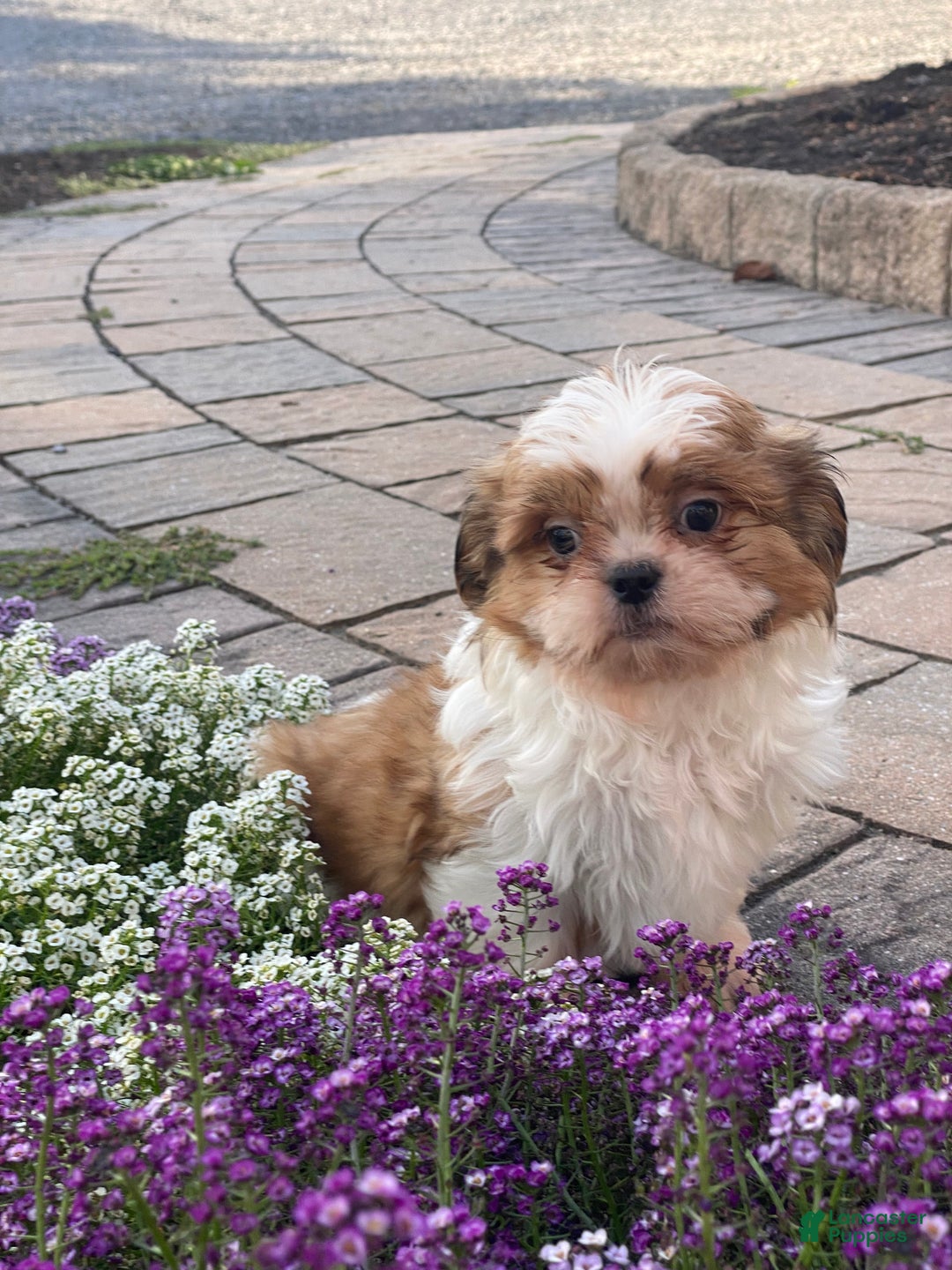 Shih Tzu dogs for sale: Star - Ad 2