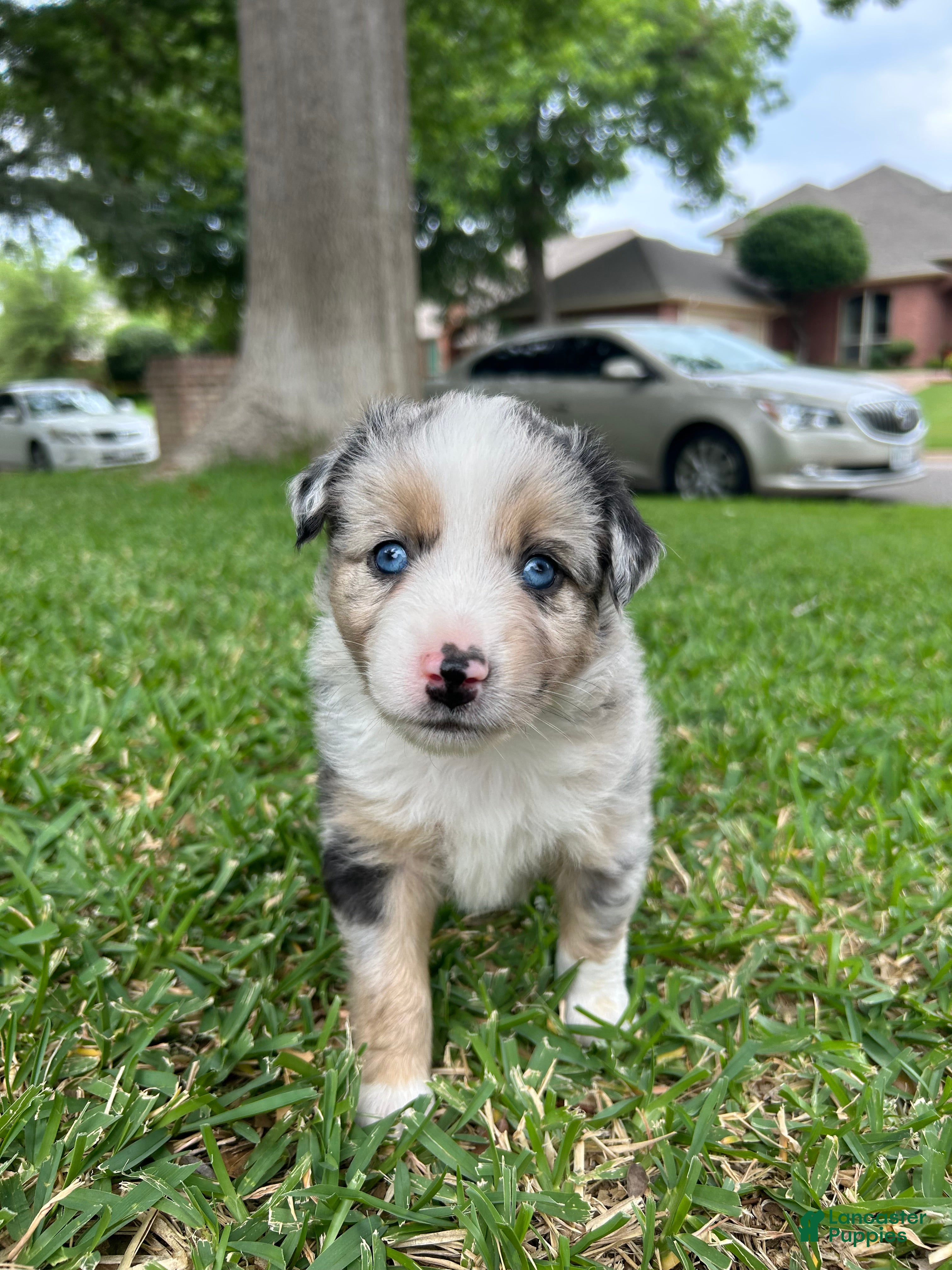 Miniature Australian Shepherd dogs Atlas - Ad 1