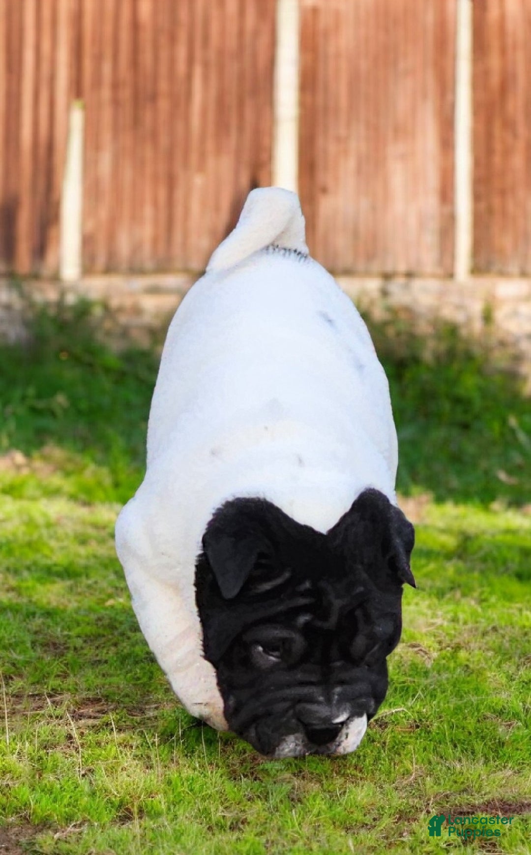 Shar Pei dogs for sale: Overo mini  - Ad 3