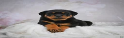 Rottweiler dogs for sale: Monarch - Ad 5