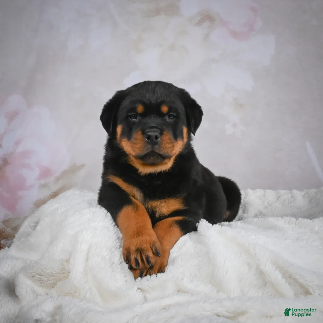 Rottweiler dogs for sale: Monarch - Ad 5