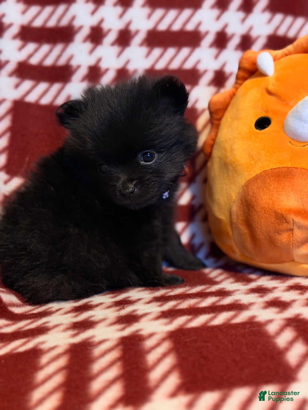Pomeranian dogs for sale: Blackbear - Ad 3