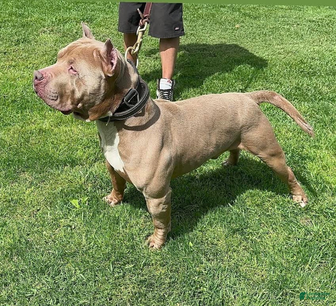 Gallery Image {{count}}