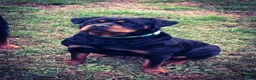 Rottweiler dogs for sale: Rottweiler 1 - Ad 33