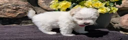 Havanese dogs for sale: Tyson - Ad 8