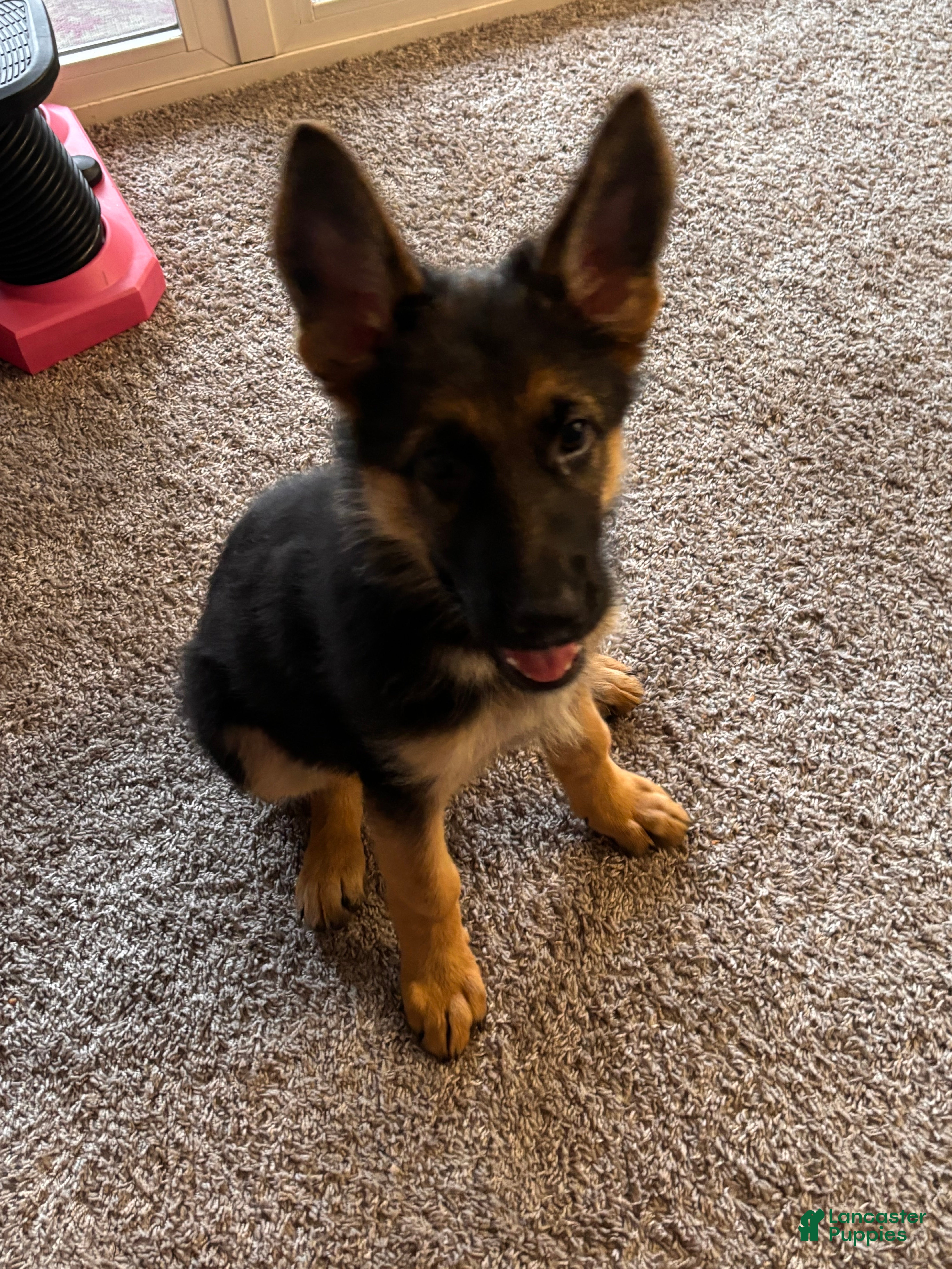 German Shepherd dogs German Shepherd 1 - Ad 24