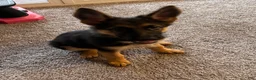 German Shepherd dogs for sale: German Shepherd 1 - Ad 1