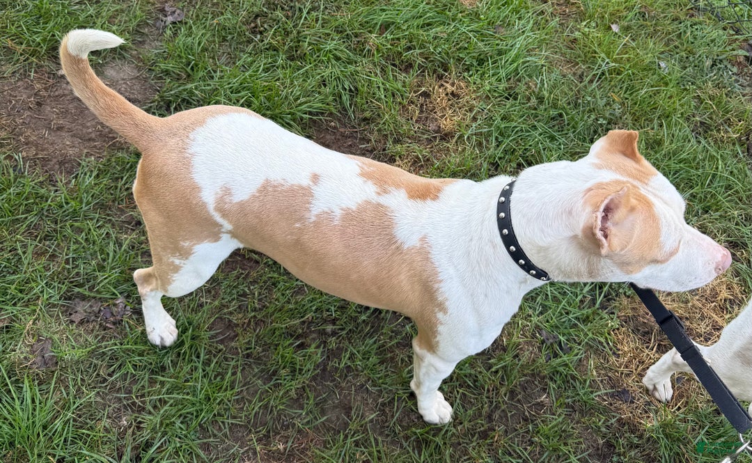 American Bully dogs for sale: Teddy - Ad 15