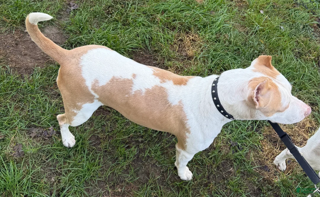 American Bully dogs for sale: Marshmallow  - Ad 16