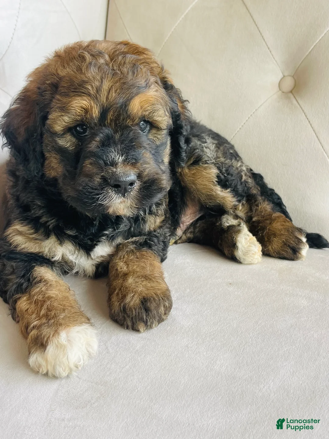 Bernedoodle dogs for sale: Red sable brindle tri Bernedoodle - Ad 2