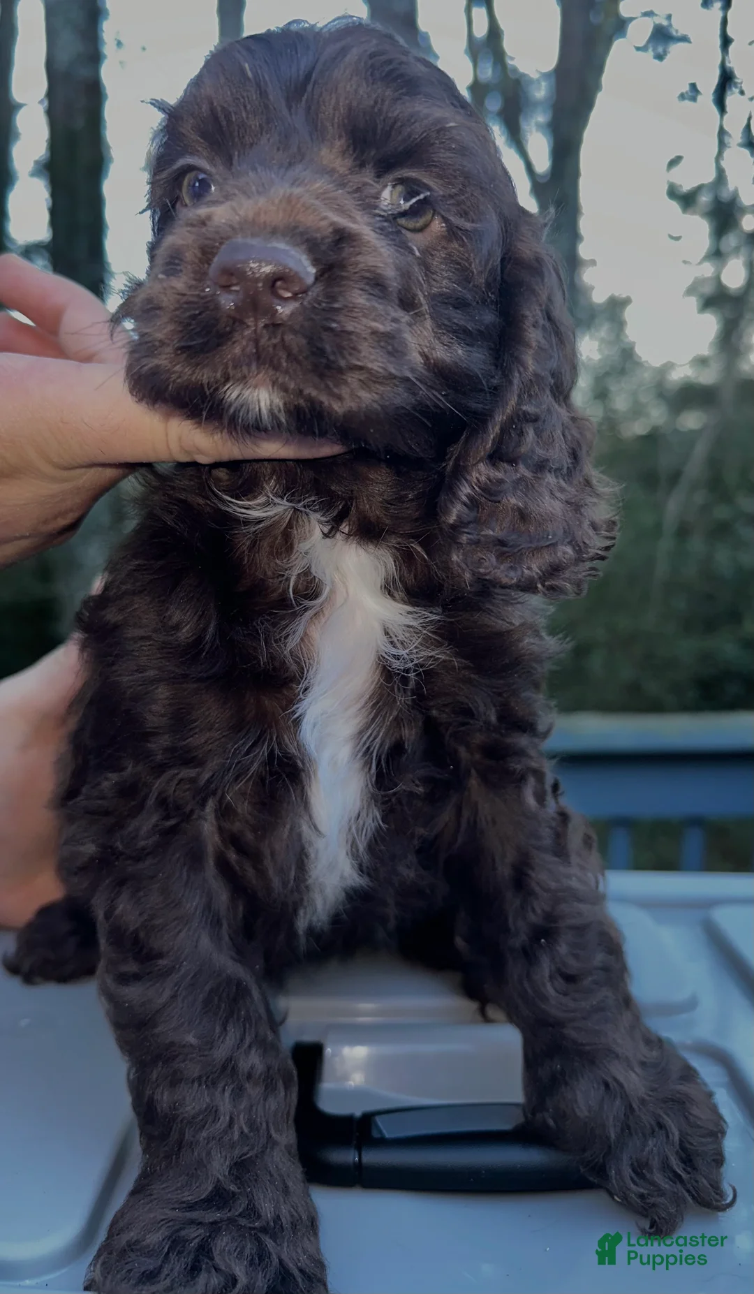 Cocker Spaniel dogs for sale: Princess - Ad 5