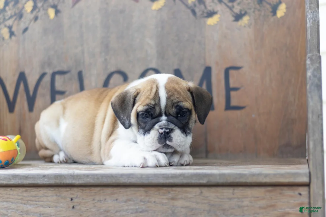 English Bulldog dogs for sale: English Bulldog 3 - Ad 1