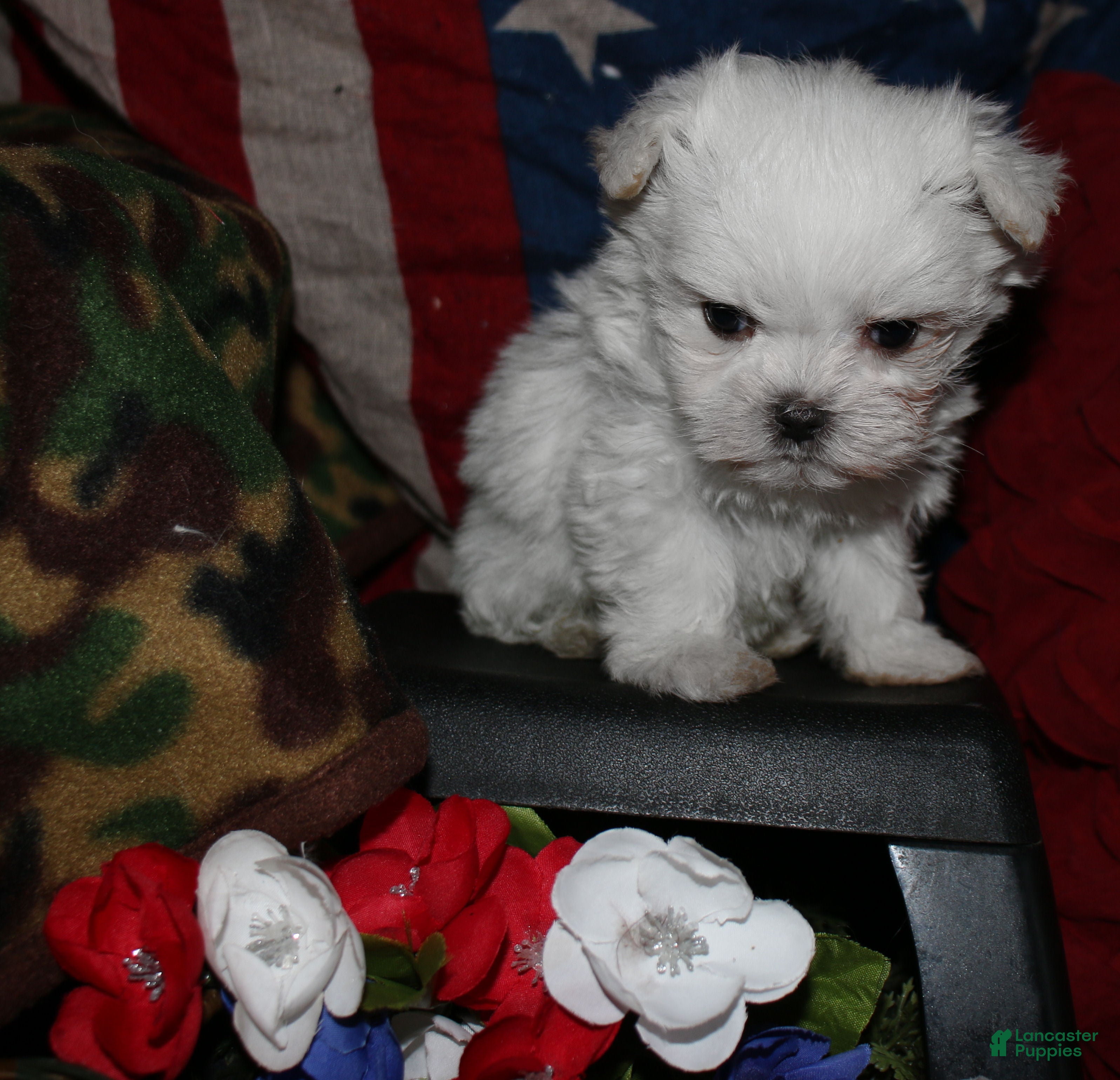 Maltese dogs Myrtle - Ad 2