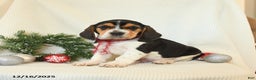 Beagle dogs for sale: Stetson - Ad 2