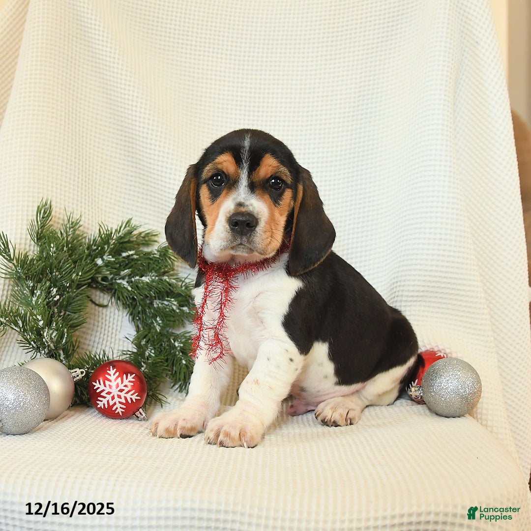 Beagle dogs for sale: Stetson - Ad 2