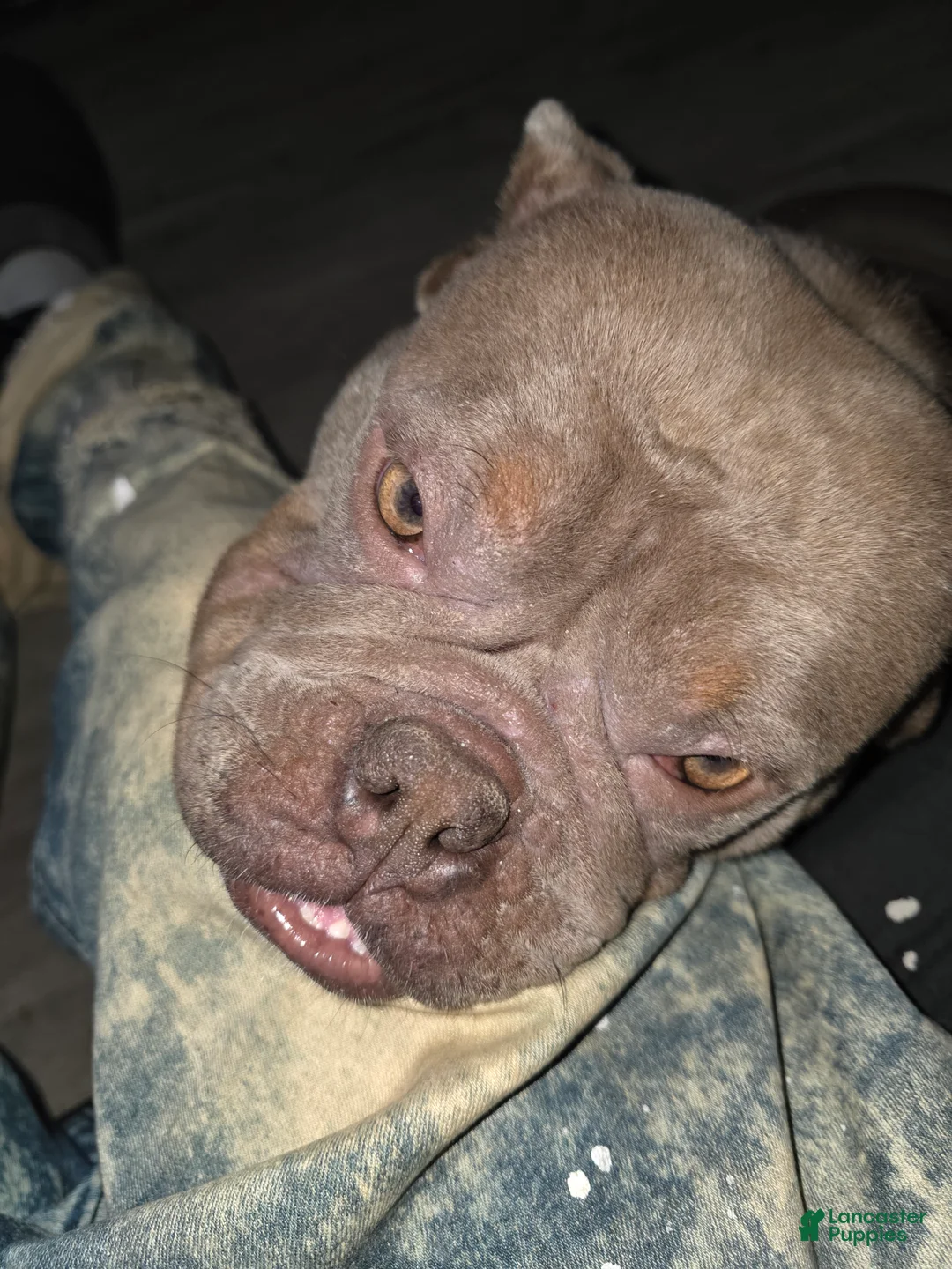 American Bully dogs for sale: American Bully 5 - Ad 2