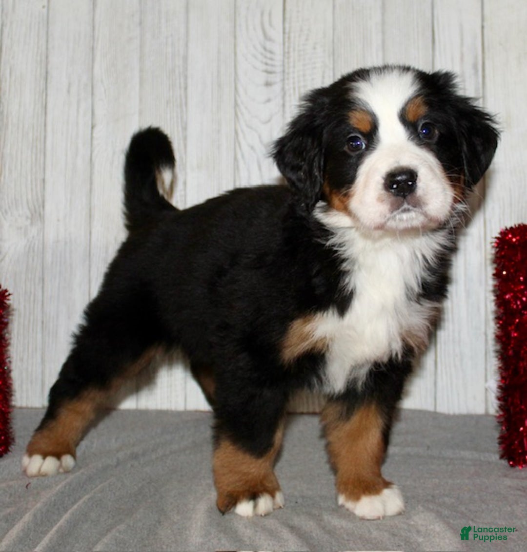 Bernese Mountain Dog dogs for sale: Loki - Ad 9