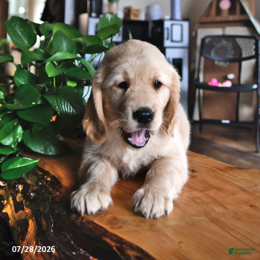 Mixed Breed dogs Toolie - Ad 2