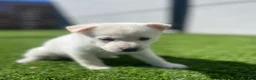Alaskan Klee Kai dogs for sale: Dora the explorer - Ad 8